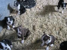 Chiots boston terrier - Photo 9