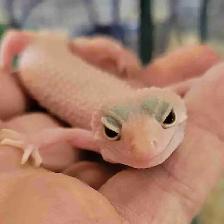 baby leopard gecko