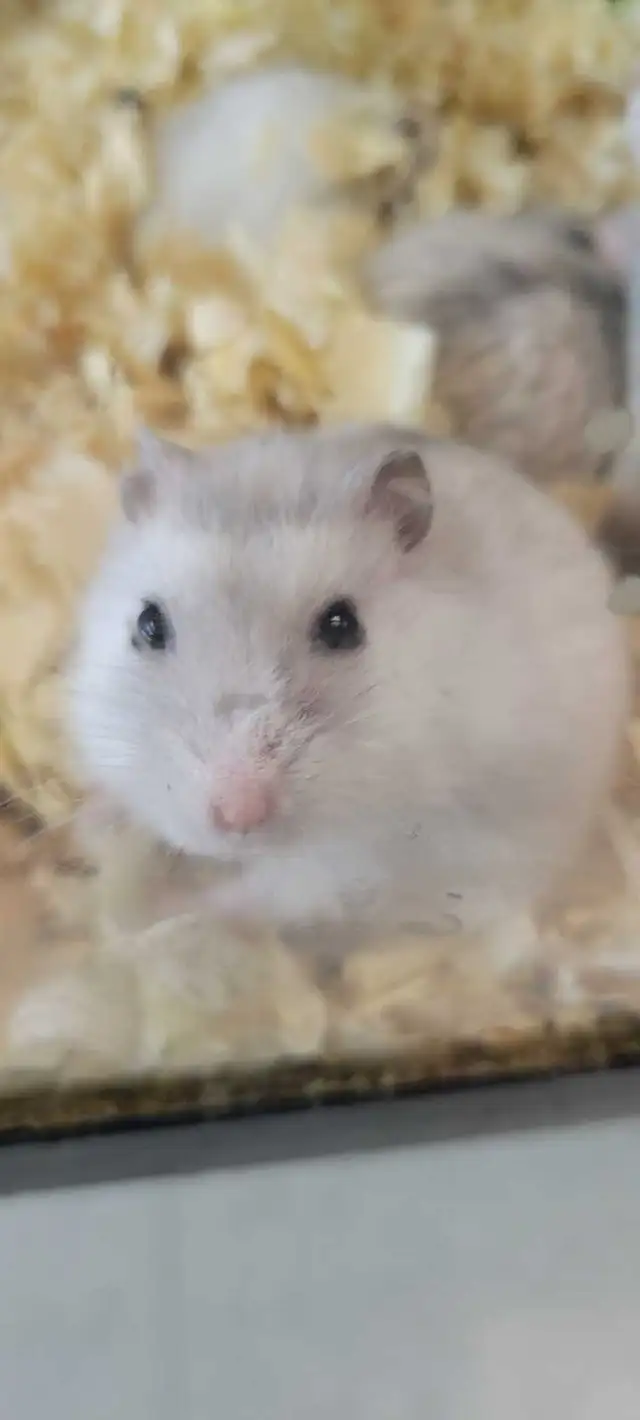 hamsters