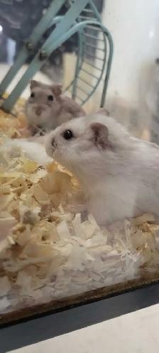 hamsters - Photo 3