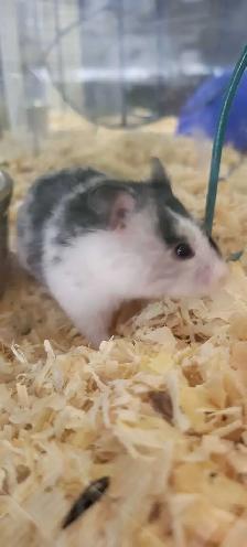 hamsters - Photo 4