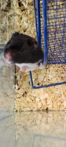 hamsters - Photo 5