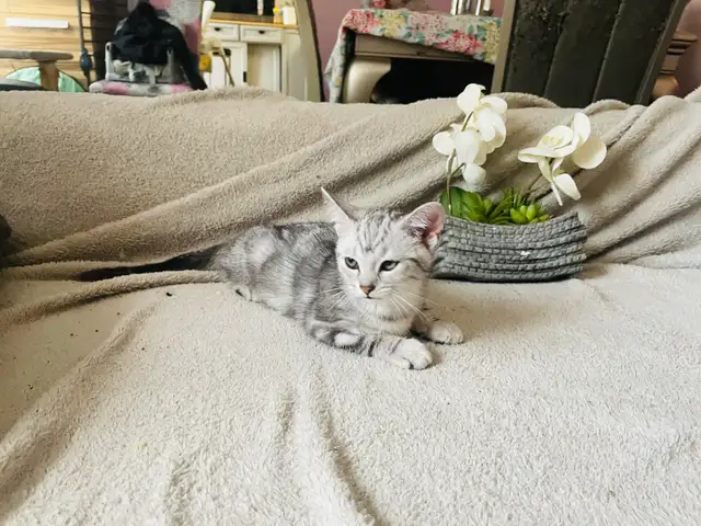 new kittens available!