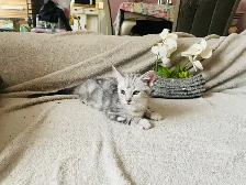 new kittens available!