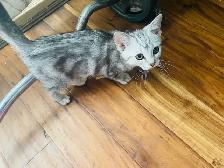 new kittens available! - Photo 2