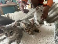 new kittens available! - Photo 3