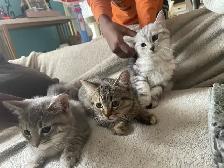 new kittens available! - Photo 4