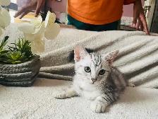 new kittens available! - Photo 5