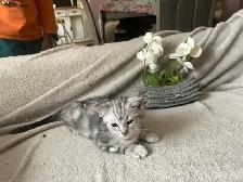 new kittens available! - Photo 6