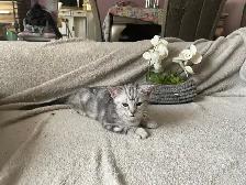 new kittens available! - Photo 7