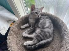 new kittens available! - Photo 8