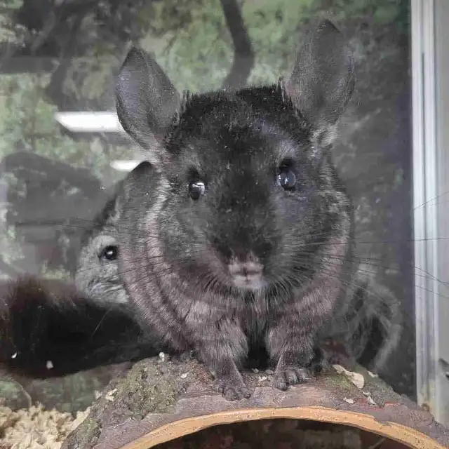 baby chinchillas