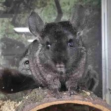 baby chinchillas