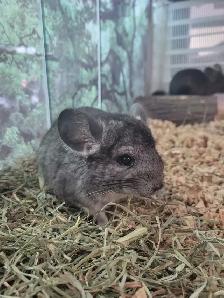 baby chinchillas - Photo 2