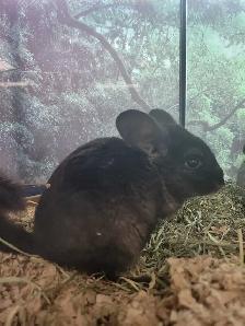 baby chinchillas - Photo 3