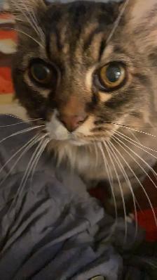 EXPIERENCED PET SITTER SERVICES - Photo 2