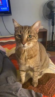 EXPIERENCED PET SITTER SERVICES - Photo 3