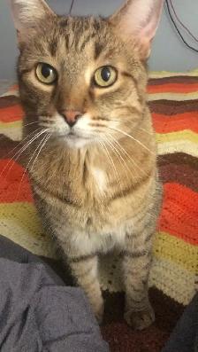 EXPIERENCED PET SITTER SERVICES - Photo 4