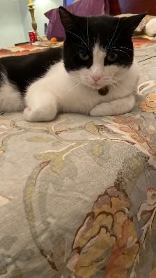 EXPIERENCED PET SITTER SERVICES - Photo 5