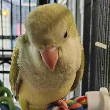 baby opline quaker parrot