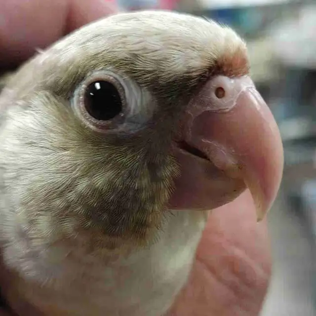 baby Violet conure