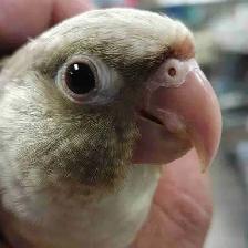 baby Violet conure