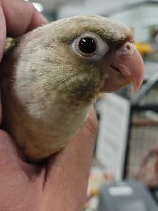 baby Violet conure - Photo 2