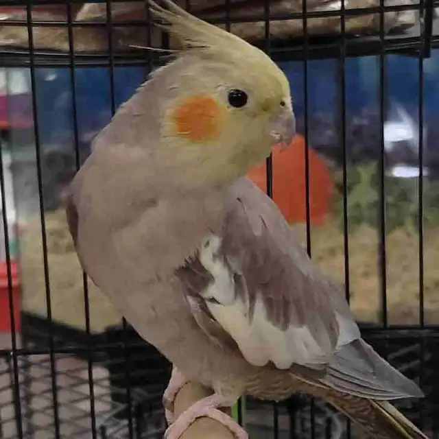 baby cinnamon cockatiel