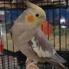 baby cinnamon cockatiel