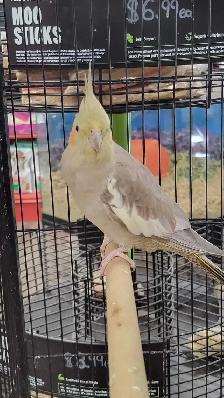 baby cinnamon cockatiel - Photo 2