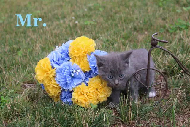 Adorable Kittens for sale (Vet Checked with First Vaccine)