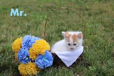 Adorable Kittens for sale (Vet Checked with First Vaccine) - Photo 2