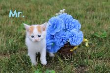 Adorable Kittens for sale (Vet Checked with First Vaccine) - Photo 4