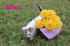 Adorable Kittens for sale (Vet Checked with First Vaccine) - Photo 5