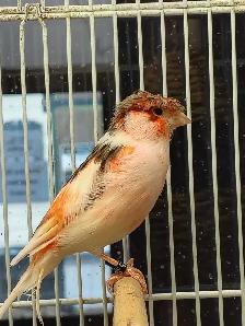 male canaries