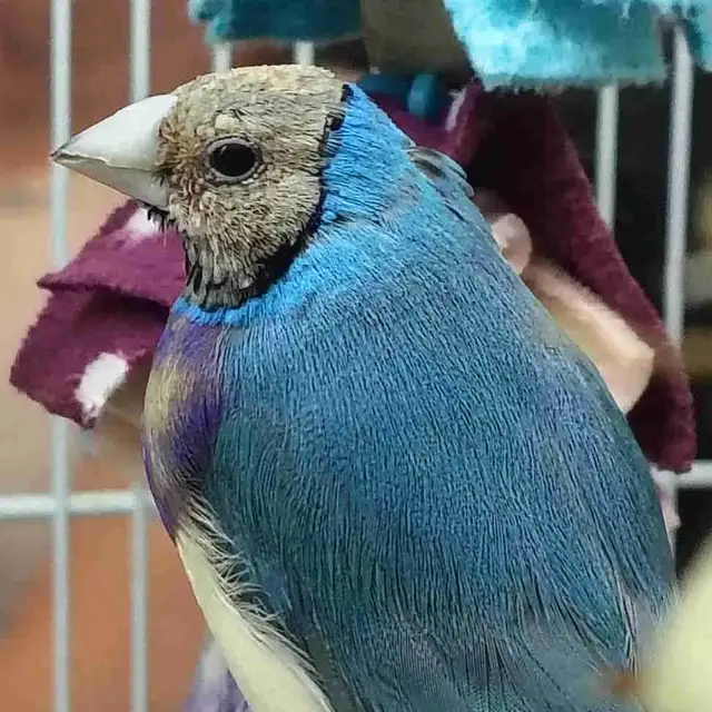 blue lady gouldian finches
