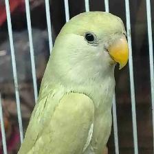baby love bird