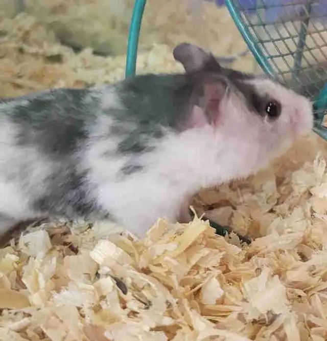 hamsters