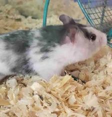 hamsters