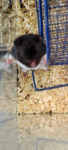 hamsters - Photo 2