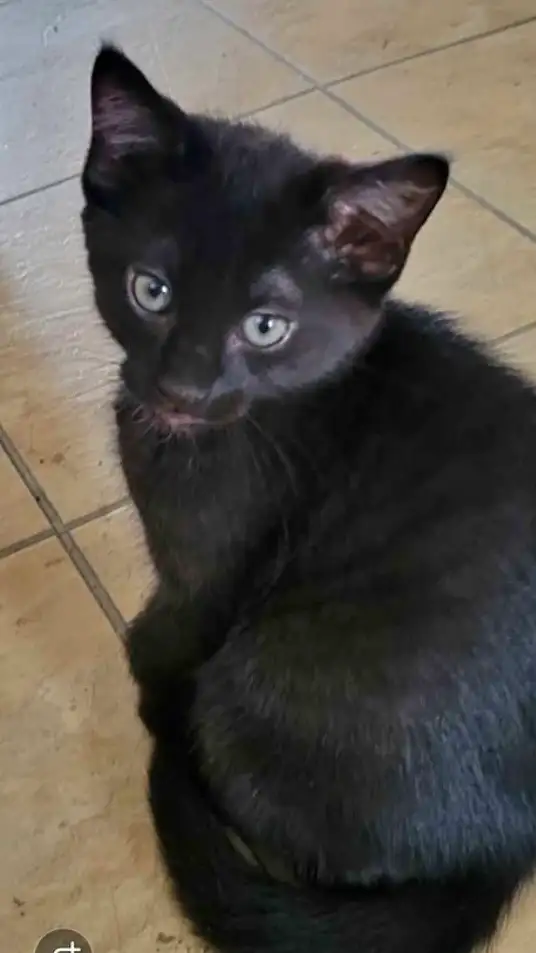 Chatton à donner