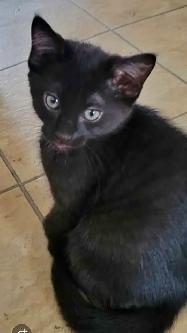 Chatton à donner