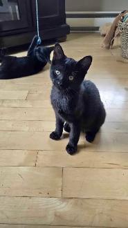 Chatton à donner - Photo 2