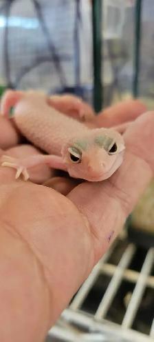 leopard gecko baby