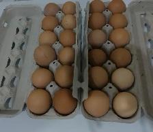 fresh chicken eggs for sale