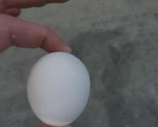 fresh chicken eggs for sale - Photo 2