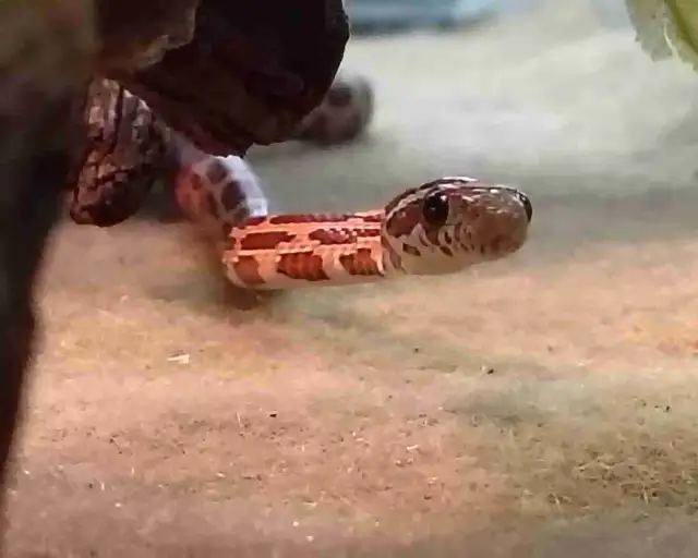 baby okatie corn snake