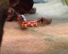 baby okatie corn snake