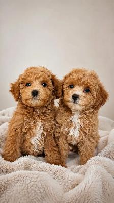 mini & toy poodle puppies / caniche mini & toy chiots - Photo 2