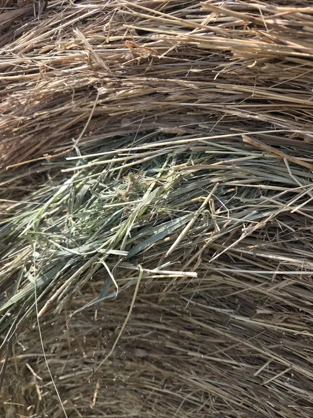 HAY FOR SALE - NO RAIN - IRRICANA